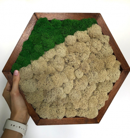 Set 3 hexagoane cu licheni [3]