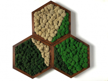 Set 3 hexagoane cu licheni [6]