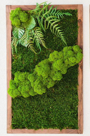 Tablou cu muschi,licheni si plante stabilizate 70x30 cm [3]