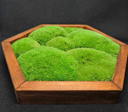 Panou hexagonal cu muschi bombat natural - 35x40 cm [3]