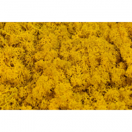 Lichen izlandez stabilizat-portocaliu [1]