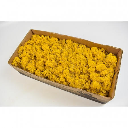 Lichen izlandez stabilizat-portocaliu [0]