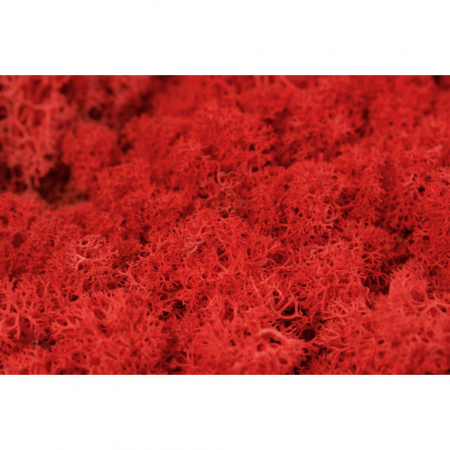 Lichen stabilizat SIENA [1]