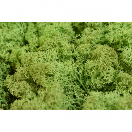 Lichen curatat norvegian [1]