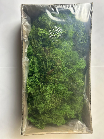 Lichen stabilizat verde coral [1]