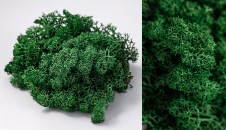 Licheni - Lichen stabilizat verde iarba