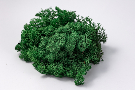 Lichen stabilizat verde iarba [1]