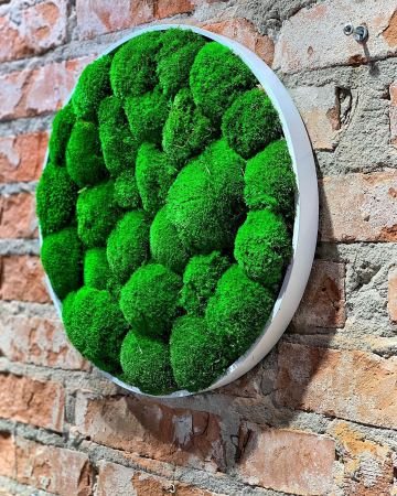 Panouri rotunde cu muschi bombat [2]