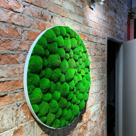 Panouri rotunde cu muschi bombat [3]