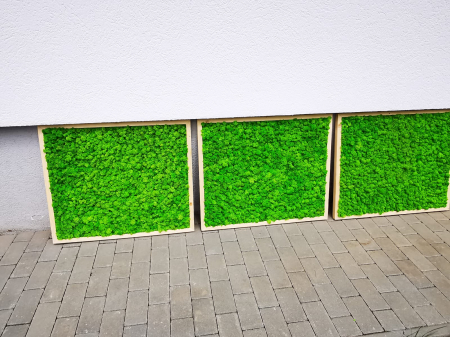 Set panouri cu licheni naturali 80x67 [2]