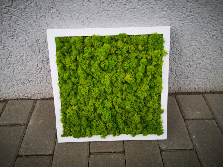 Set tablouri cu licheni naturali 30x30 [2]