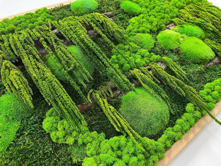 Tablou cu muschi, plante stabilizate, licheni si scoarta decorativa 100x40 cm [1]