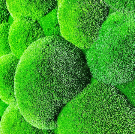 Tablou decorativ cu muschi bombat stabilizat - 120x50 cm [2]