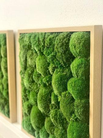 Set 3 tablouri cu muschi natural bombat 30x30 [2]