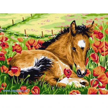 Picturi pe numere peisaje - Kit pictura pe numere Calutul si macii, cu sasiu, 30x40 cm, 15 culori