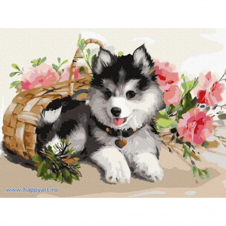 Picturi pe numere animale - Kit pictura pe numere Catelus Husky, cu sasiu, 30x40 cm, 24 culori
