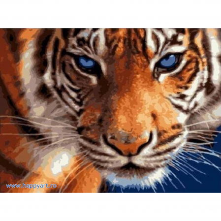 Picturi pe numere animale - Kit pictura pe numere Tigrul cu ochi albastri, cu sasiu, 30x40 cm, 21 culori