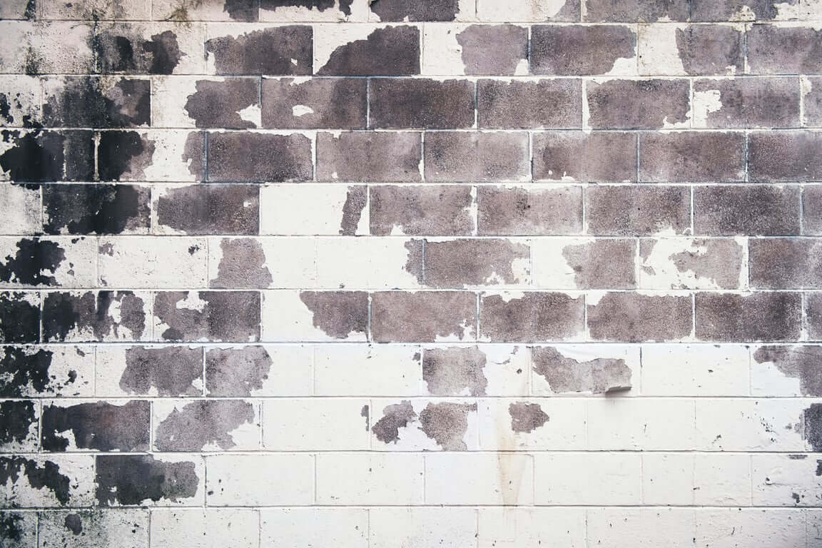 perete cu mucegai - cum recunosti alternaria alternata