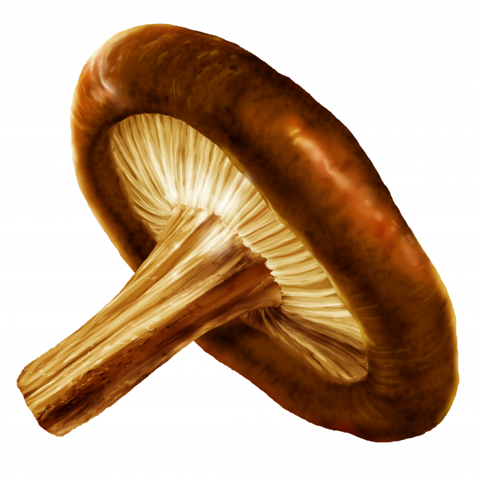 Shiitake - Reishi - Maitake - Ciuperci Bio 20 fiole x 15 ml [3]
