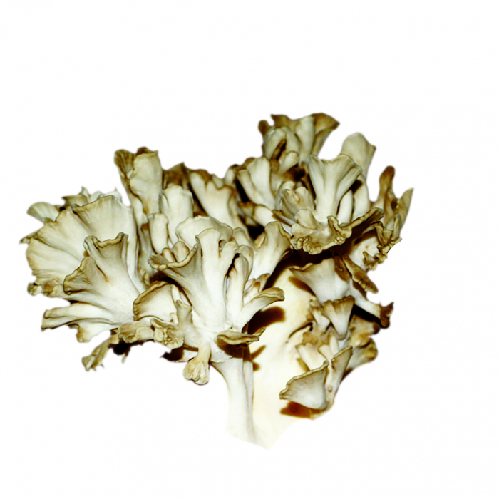 Shiitake - Reishi - Maitake - Ciuperci Bio 20 fiole x 15 ml [4]