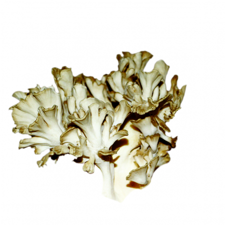 Shiitake - Reishi - Maitake - Ciuperci Bio 20 fiole x 15 ml [3]