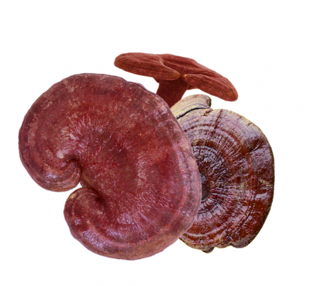 Shiitake - Reishi - Maitake - Ciuperci Bio 20 fiole x 15 ml [5]