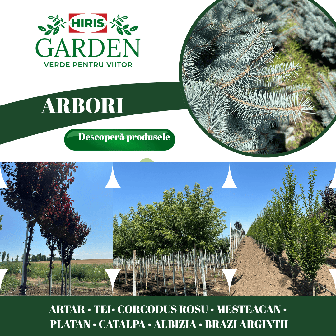 Arbori