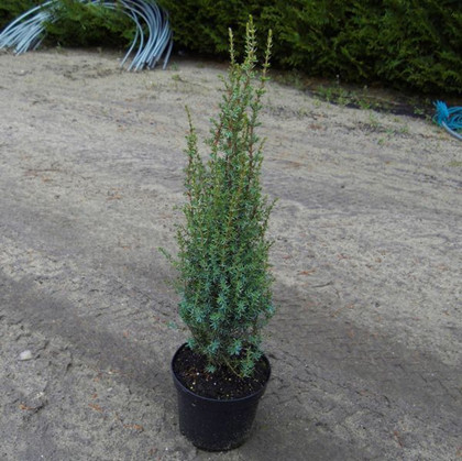 Ienupar Arnold - Juniperus communis Arnold [2]