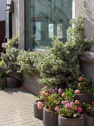 „Euonymus Gaiety în ghiveci – arbust decorativ verde cu margini albe [4]