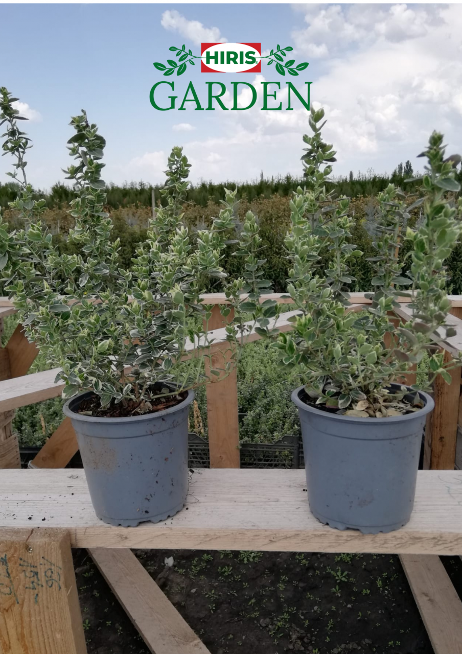 „Euonymus Gaiety în ghiveci – arbust decorativ verde cu margini albe [1]