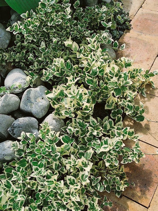 „Euonymus Gaiety în ghiveci – arbust decorativ verde cu margini albe [3]