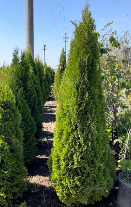 Thuja occidentalis "Smaragd" [2]