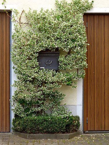 „Euonymus Gaiety în ghiveci – arbust decorativ verde cu margini albe [2]