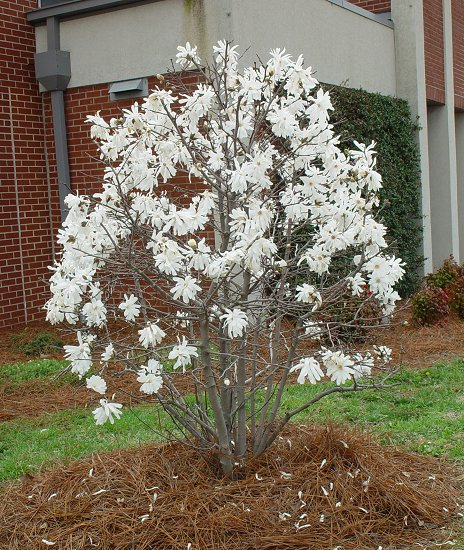 Magnolia stellata 50-60 cm [3]