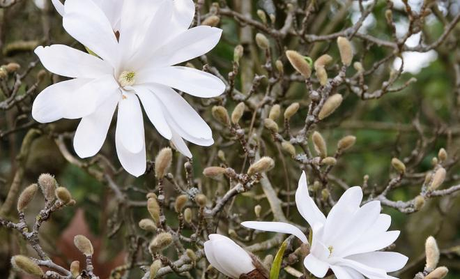 Magnolia stellata 50-60 cm [1]