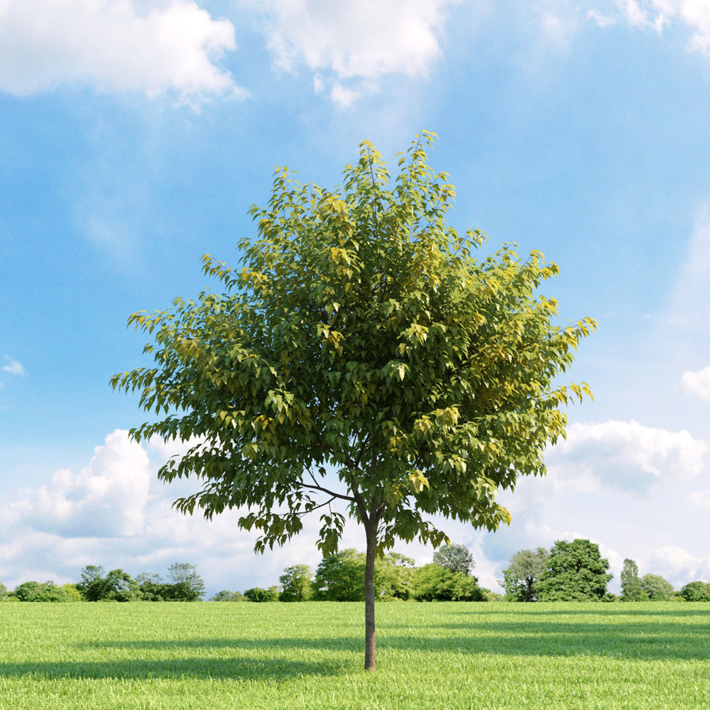 Acer negundo ( Artar American) [4]