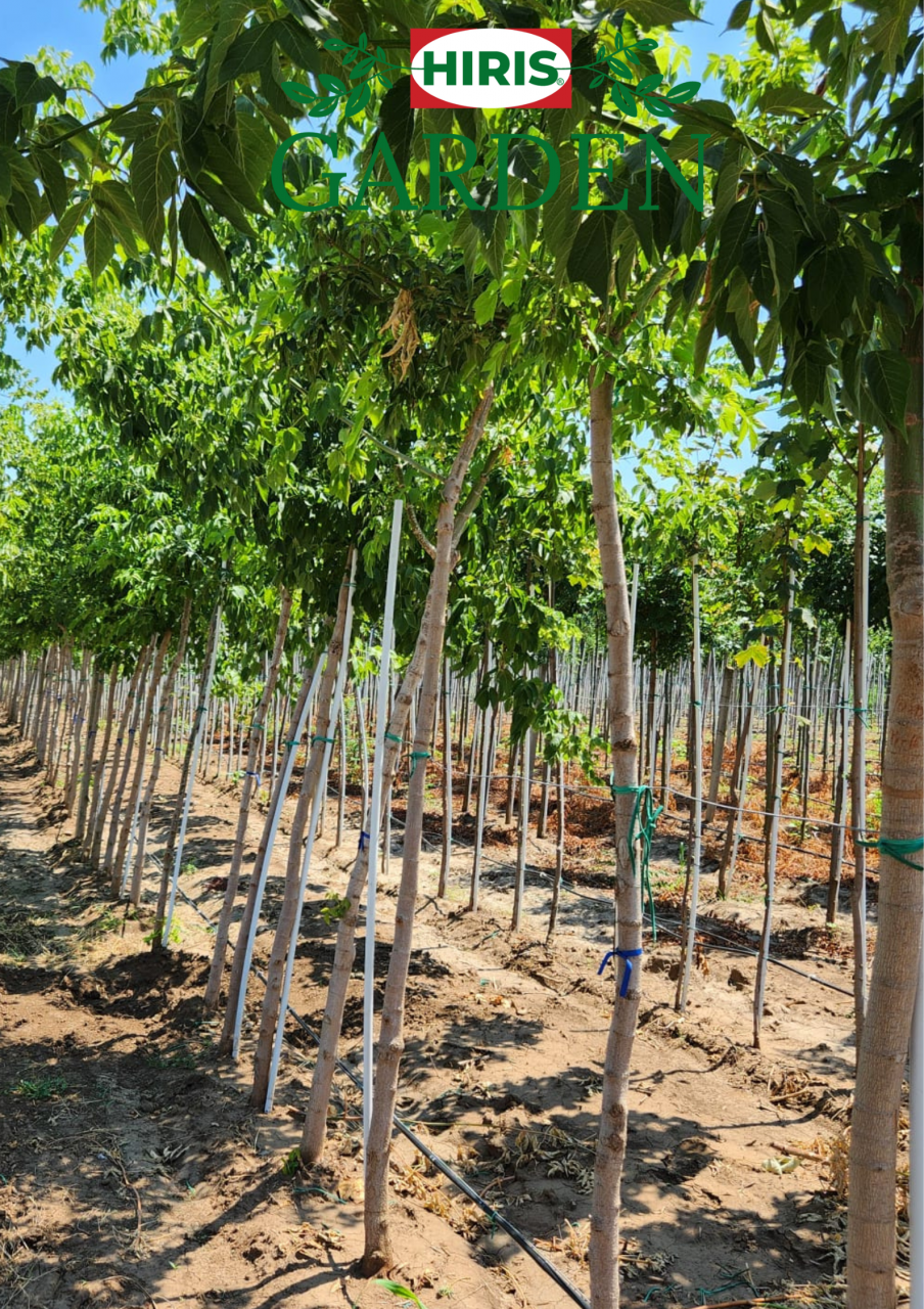 Acer negundo ( Artar American) [1]