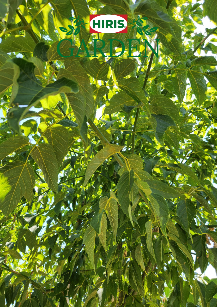 Acer negundo ( Artar American) [2]