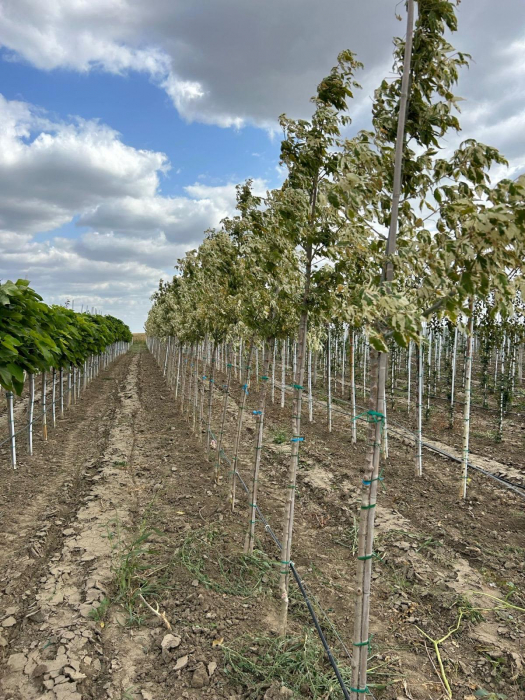 Acer negundo „Flamingo” [4]