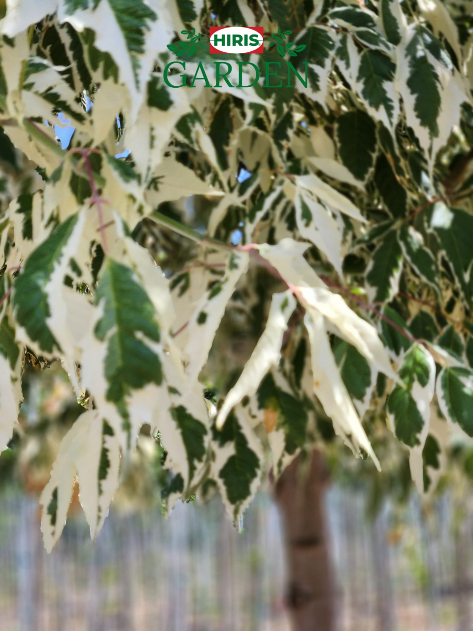 Acer negundo „Flamingo” [2]