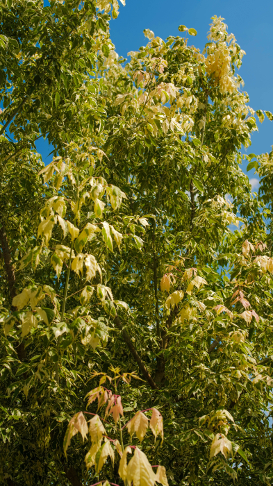 Acer negundo Flamingo – arțar ornamental în 3 culori [4]