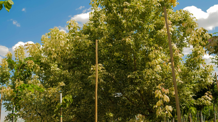 Acer negundo Flamingo – arțar ornamental în 3 culori [3]