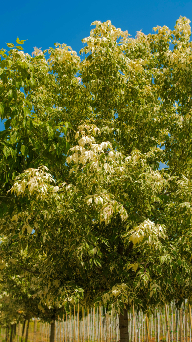 Acer negundo Flamingo – arțar ornamental în 3 culori [2]