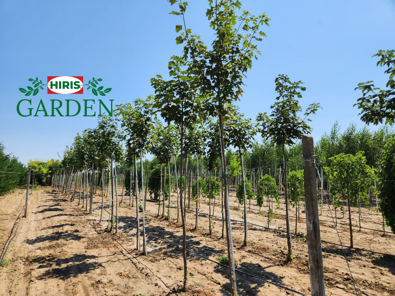 Acer Platanoides-Paltin de camp [4]