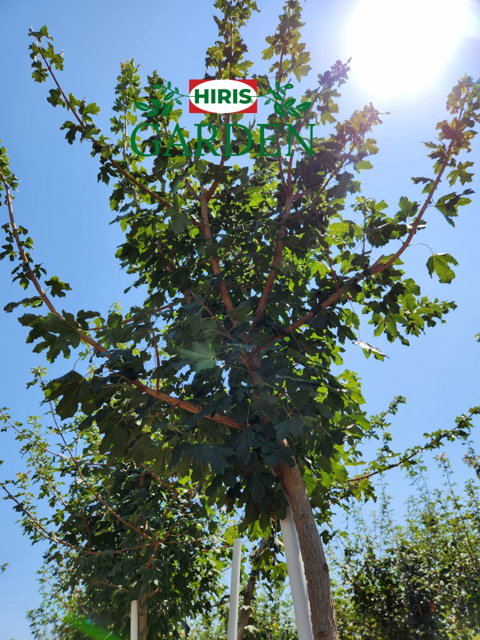 Acer Platanoides-Paltin de camp [3]