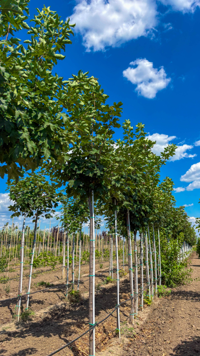 Acer platanoides – paltin de câmp ornamental [2]
