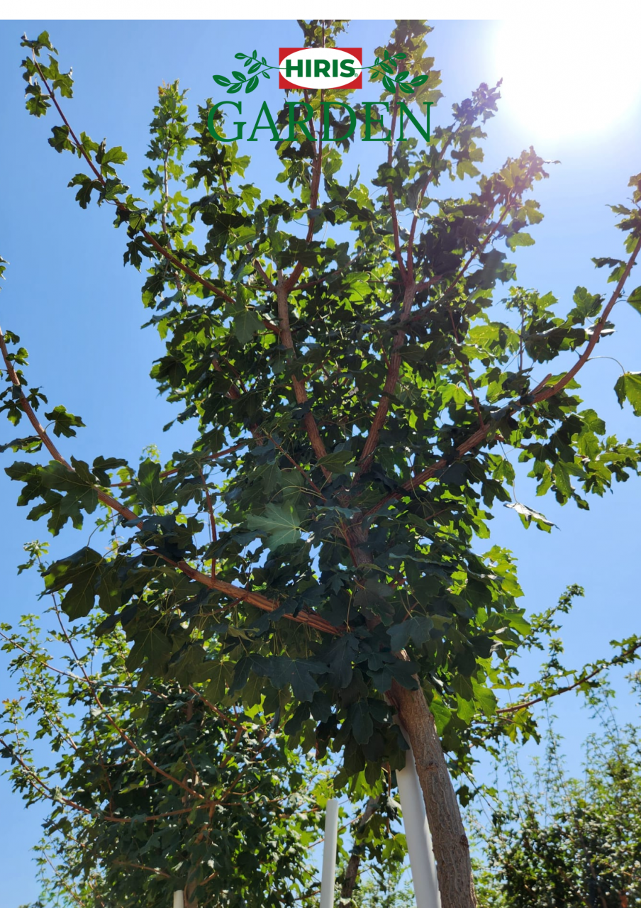 Acer pseudoplatanus Paltinul de munte ) [3]