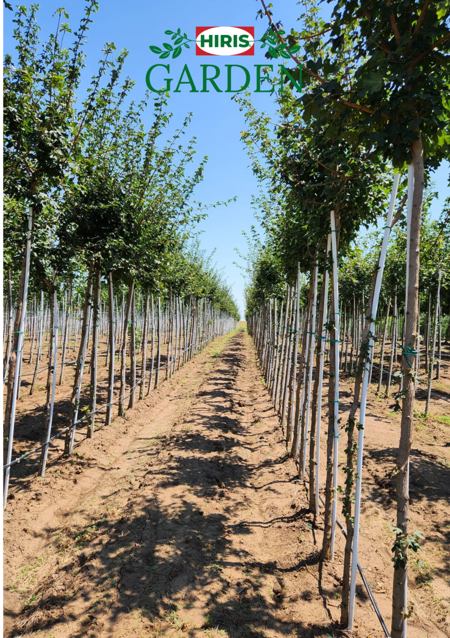 Acer pseudoplatanus Paltinul de munte ) [1]