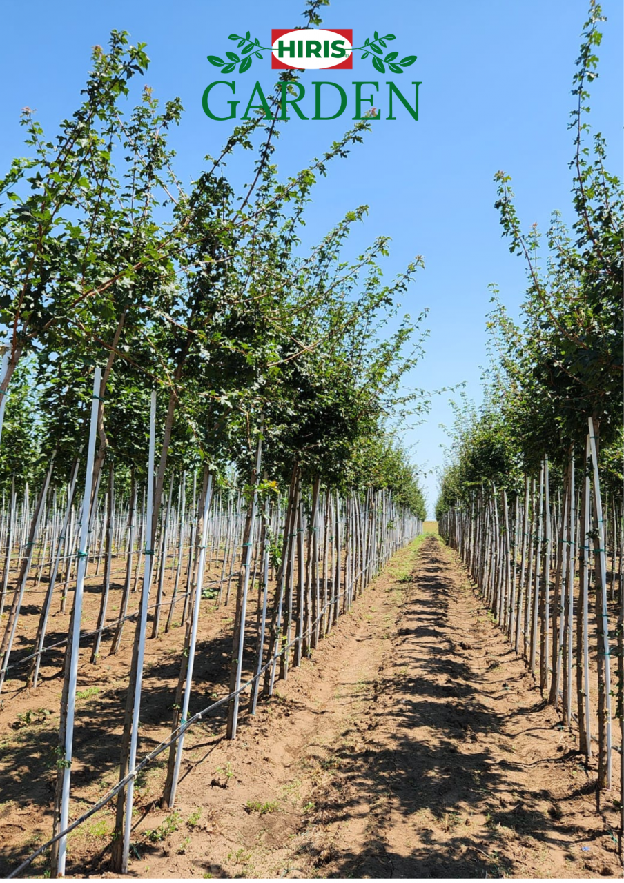 Acer pseudoplatanus Paltinul de munte ) [2]