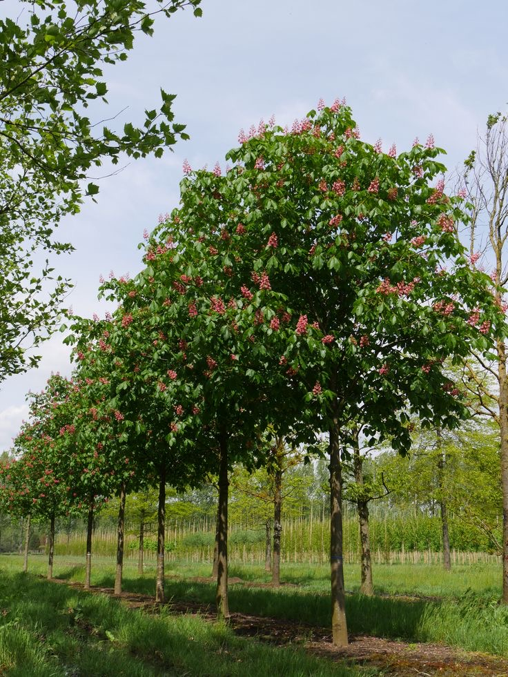 Aesculus carnea Briottii ( Castan roșu ) [3]
